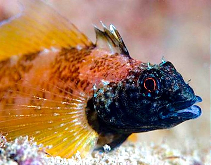 Tripterigium delaisi _002111